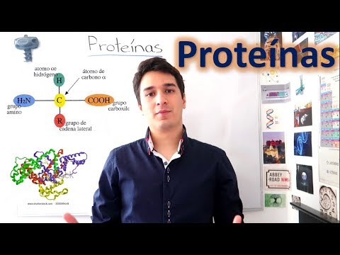 ¿Cuántos aminoácidos se necesitan para formar una proteína?