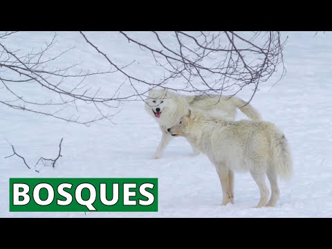 Qué animales se encuentran en el bosque?