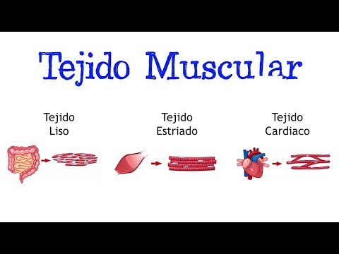 Dónde se encuentra el tejido muscular: un análisis breve