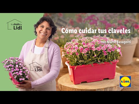 Características del clavel adecuadas para niños