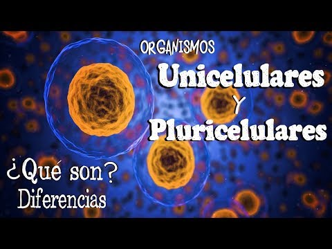 Solo los animales, organismos pluricelulares en el reino animal