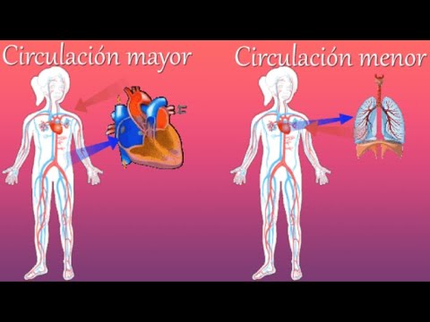 Circulación menor y circulación mayor: diferencias y funciones esenciales.