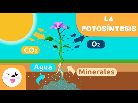 secreta clorofila e interviene en la fotosíntesis