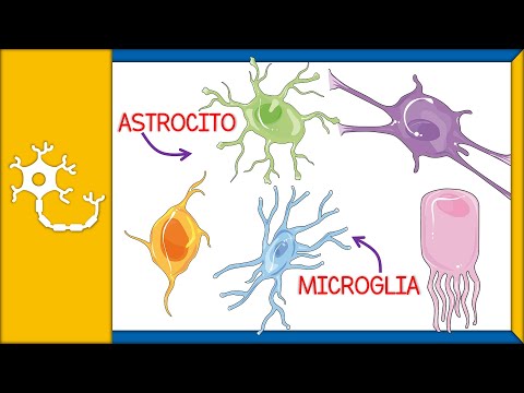 Células de soporte del sistema nervioso: su importancia en la salud