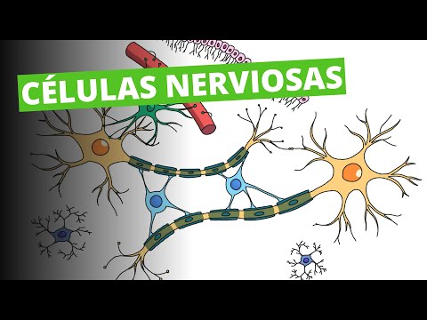 Las células formadoras del sistema nervioso: una mirada detallada.