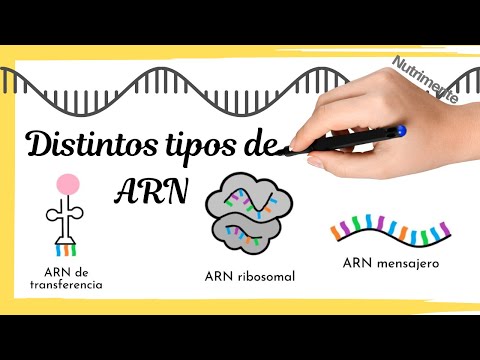 ¿Cuál es la función del ARN ribosomal en la célula?