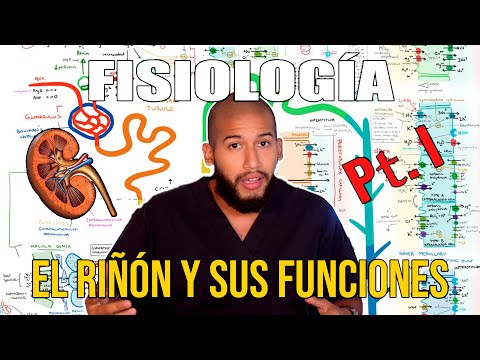 Anatomía y fisiología de la nefrona: el complejo filtrador renal.