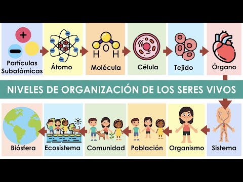 Características distintivas: organización en los seres vivos