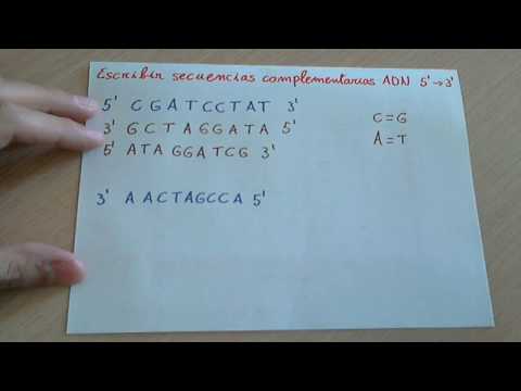 La forma de la doble cadena de nucleótidos de ADN