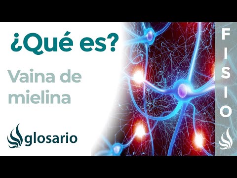 La función de la vaina de mielina en el cuerpo humano