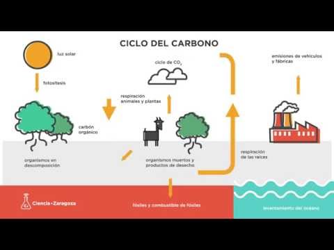 El compuesto que forma parte del ciclo del carbono en la fase biogeoquímica.