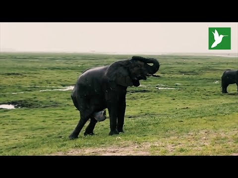 ¿Cuánto tarda en dar a luz un elefante?