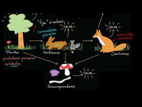 Ciclos materiales: fundamentales en el ecosistema