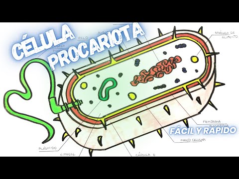 Célula procariota y sus partes para dibujar: una guía visual