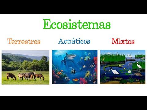 Cómo se clasifican los ecosistemas: ejemplos y explicación