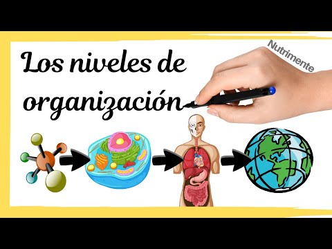 Niveles de organización de la materia biótica: una visión general