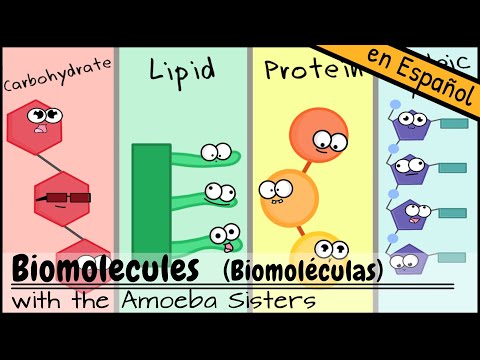 Las biomoléculas más abundantes en los seres vivos, ¡descúbrelas!