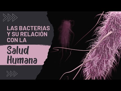 Dos ejemplos de bacterias beneficiosas para el ser humano