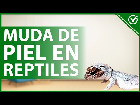 Características de la piel del reptil: un análisis detallado