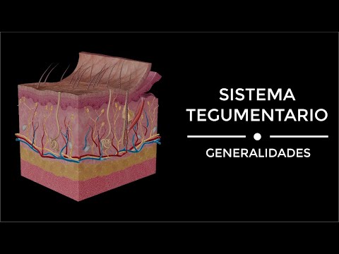 Sistema tegumentario: su estructura y función en detalle y relevancia