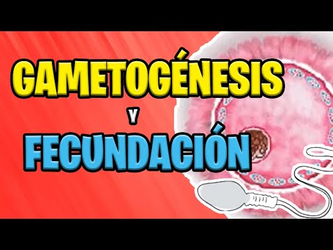 Proceso de la meiosis: gametogénesis y espermatogénesis, sus variantes.