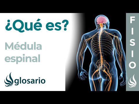 ¿De qué se encarga la médula espinal en nuestro cuerpo?