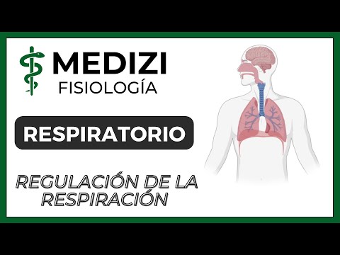 Centros reguladores de la respiración: claves para una respiración saludable