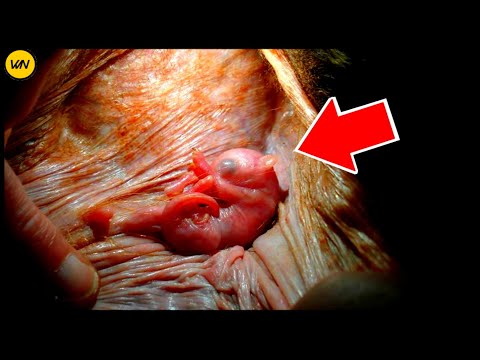 El desarrollo embrionario del canguro: un proceso fascinante e increíble