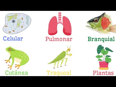 Aparatos respiratorios: la clave para la supervivencia de los seres vivos.