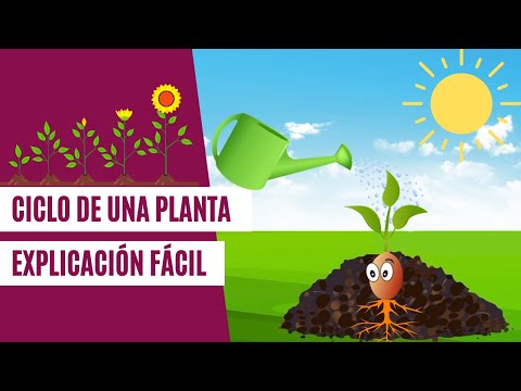 Desarrollo de las plantas: un recorrido paso a paso.