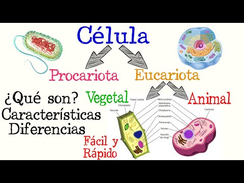 Tipos de células procariotas y eucariotas: Un análisis comparativo.