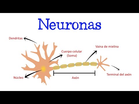 Esquema de la neurona: partes y funciones, un análisis completo.