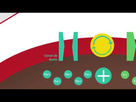 Características del Potencial de Acción: Un Análisis en Profundidad