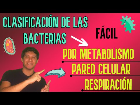 Clasificación de las bacterias, según su respiración