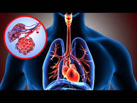 Órganos que intervienen en el aparato respiratorio: una visión general