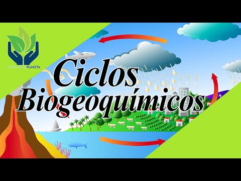 Cómo se clasifican los ciclos biogeoquímicos en la naturaleza