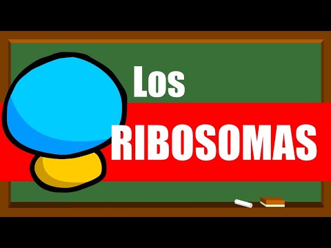 La función del ribosoma en la célula vegetal: un análisis.