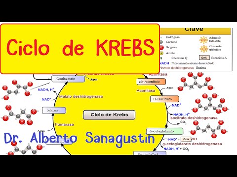 Ciclo del ácido cítrico o de Krebs: Una mirada profunda.