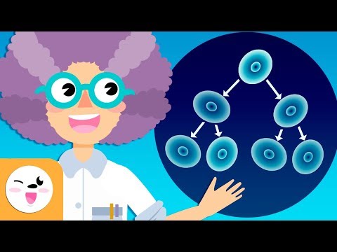 Células con núcleoide y sin muchos organelos: una comparación breve