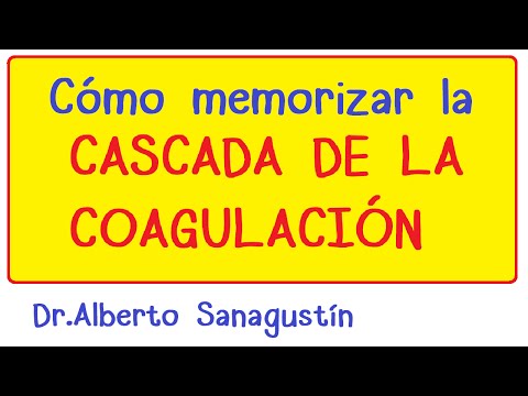 Esquema de la cascada de coagulación: un análisis detallado.