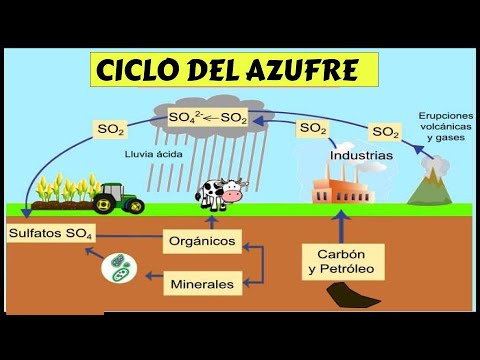 Explicación del ciclo biogeoquímico del azufre en 10 palabras