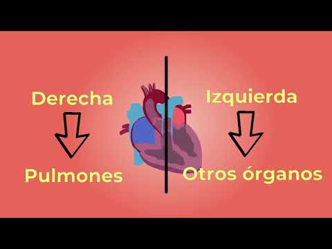 Qué sucede cuando la sangre pasa por los pulmones durante la respiración