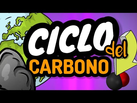 Explicación breve de cada paso del ciclo del carbono: artículo informativo.