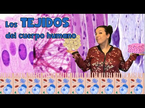 Cuadro comparativo: Tejidos del cuerpo humano en detalle.