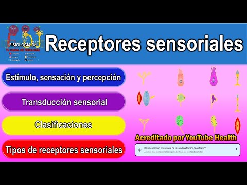 Clasificación de los sistemas sensoriales: Una guía esencial de estudio.