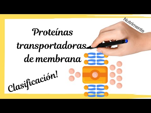 Transporte: Uniporte, Simporte y Antiporte en la Biología Celular