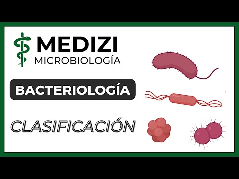 Clasificación general de las bacterias: una visión completa en 10 palabras