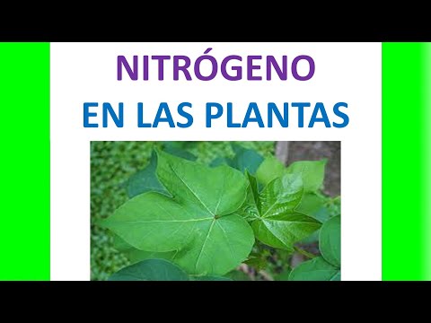 Funciones del nitrógeno en las plantas: importancia y beneficios.