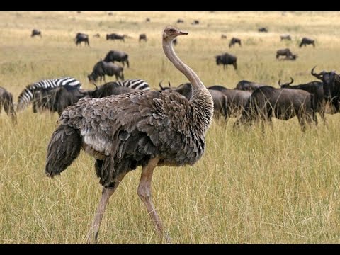 ¿De qué se alimentan las avestruces en su dieta diaria?