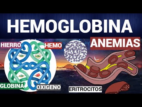 La importancia de la hemoglobina y los eritrocitos en el transporte de oxígeno